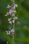 Nakedflower ticktrefoil